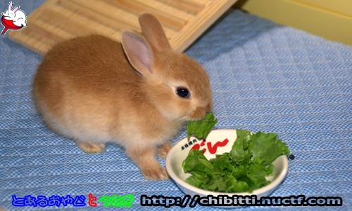 画像クリックで拡大します