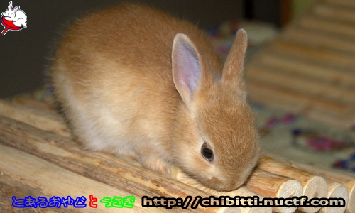画像クリックで拡大します