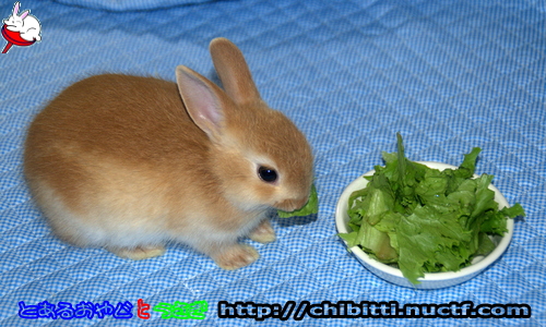 画像クリックで拡大します