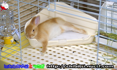画像クリックで拡大します