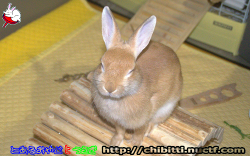 画像クリックで拡大します