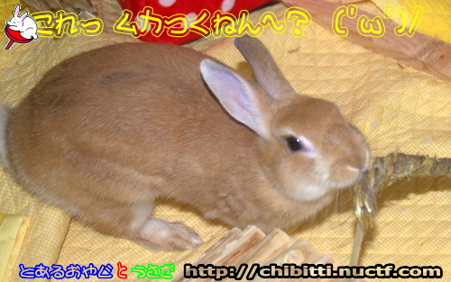画像クリックで拡大します
