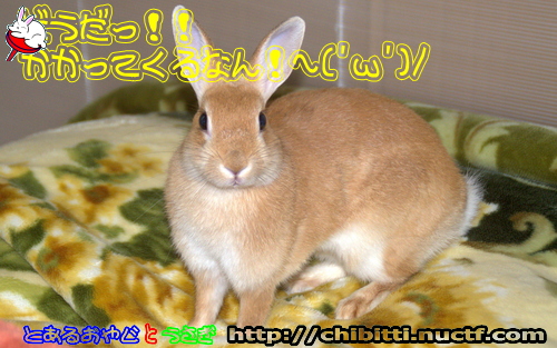 画像クリックで拡大します