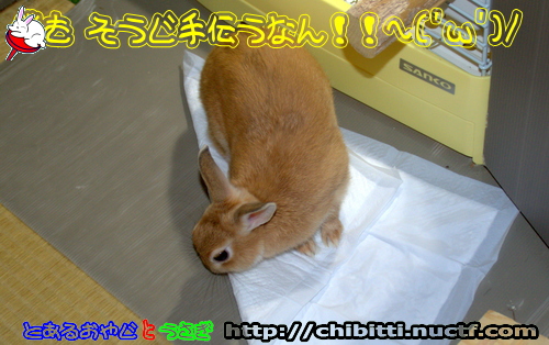 画像クリックで拡大します