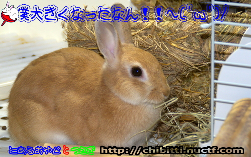 画像クリックで拡大します