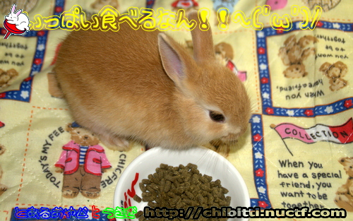 画像クリックで拡大します
