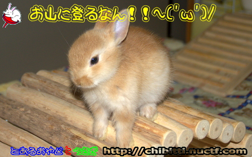 画像クリックで拡大します