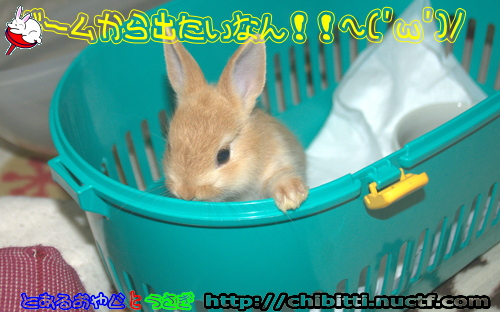 画像クリックで拡大します