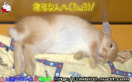 画像クリックで拡大します