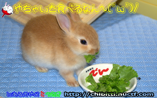画像クリックで拡大します