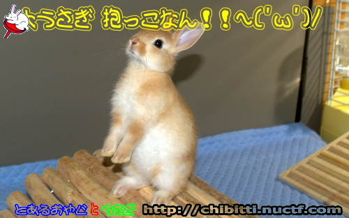 画像クリックで拡大します