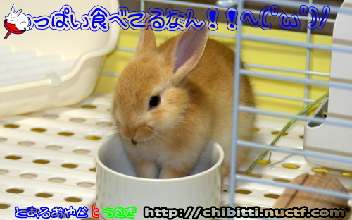 画像クリックで拡大します
