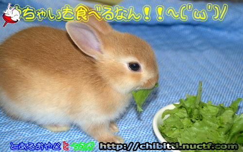 画像クリックで拡大します