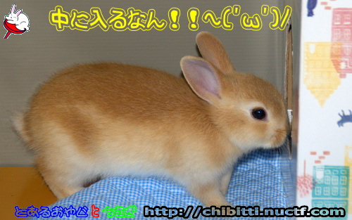 画像クリックで拡大します