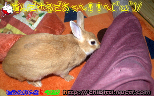 画像クリックで拡大します