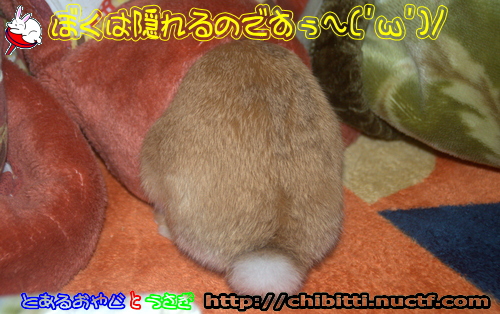 画像クリックで拡大します