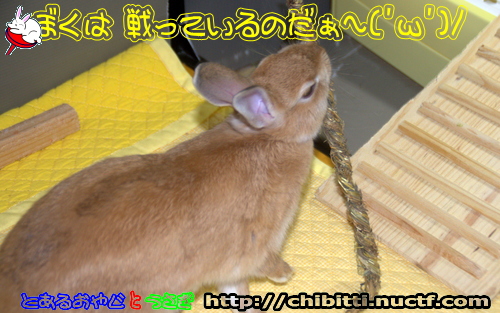 画像クリックで拡大します
