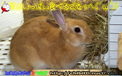 画像クリックで拡大します