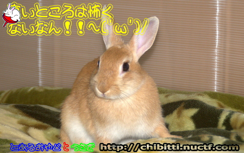 画像クリックで拡大します