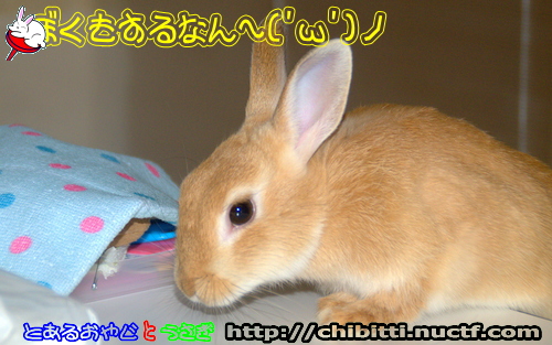 画像クリックで拡大します
