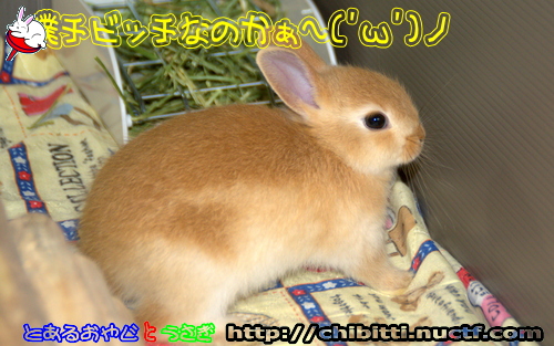 画像クリックで拡大します