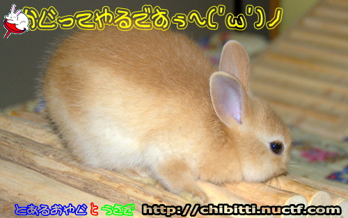画像クリックで拡大します