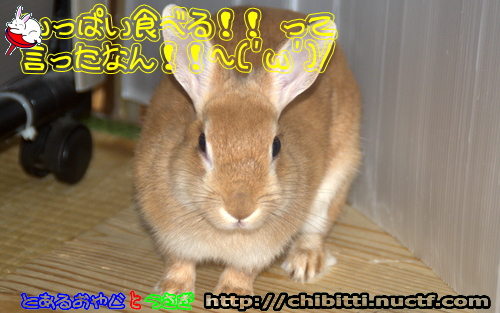 画像クリックで拡大します