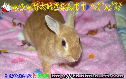 画像クリックで拡大します