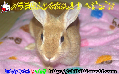 画像クリックで拡大します