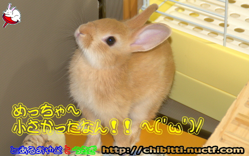 画像クリックで拡大します