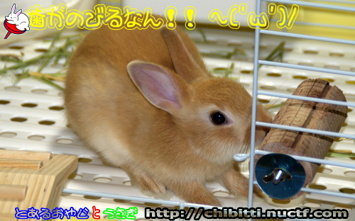 画像クリックで拡大します