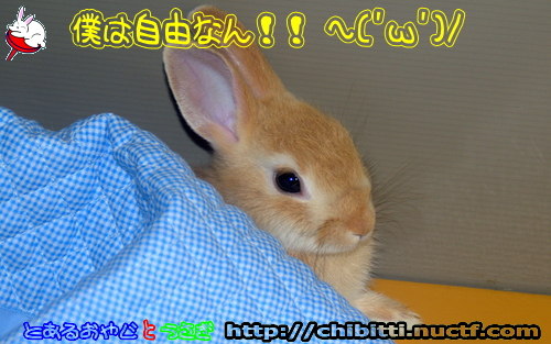 画像クリックで拡大します