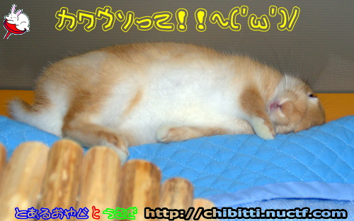 画像クリックで拡大します