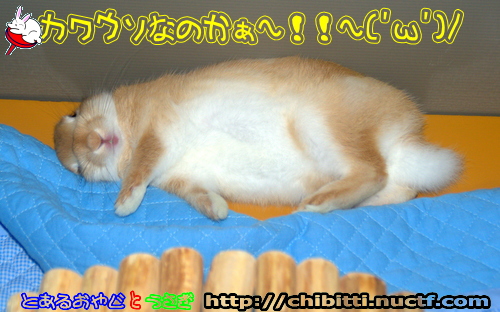 画像クリックで拡大します