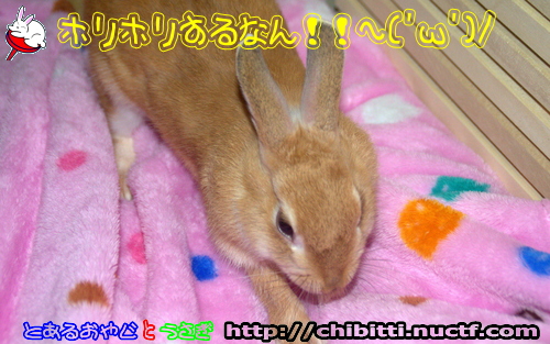 画像クリックで拡大します