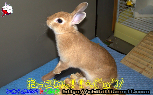 画像クリックで拡大します