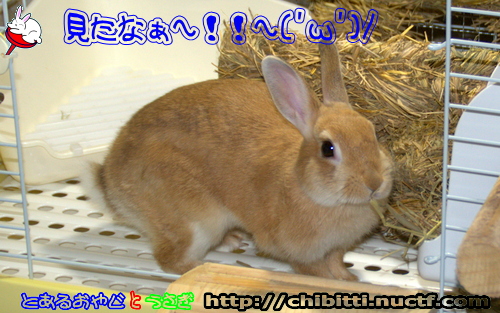 画像クリックで拡大します