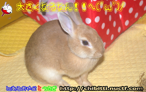 画像クリックで拡大します