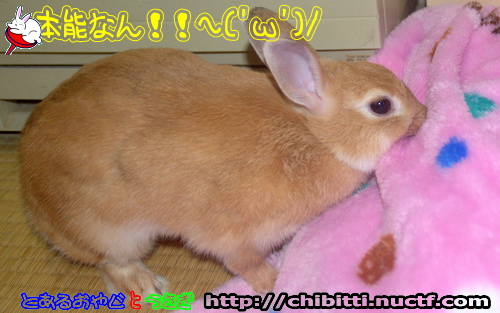 画像クリックで拡大します
