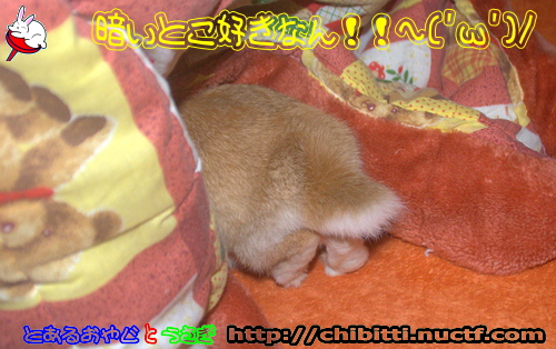 画像クリックで拡大します