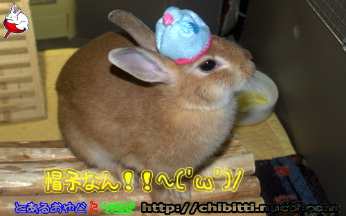 画像クリックで拡大します