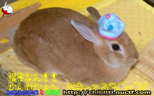 画像クリックで拡大します