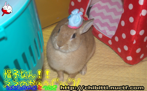 画像クリックで拡大します