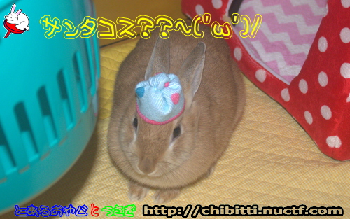 画像クリックで拡大します