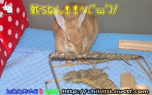 画像クリックで拡大します