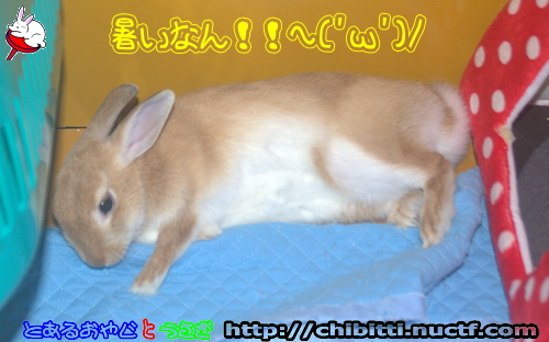 画像クリックで拡大します