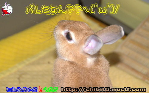 画像クリックで拡大します