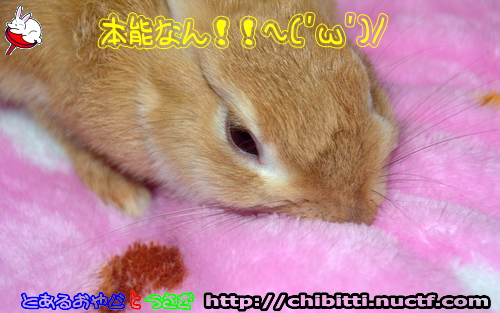 画像クリックで拡大します