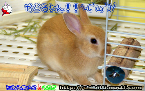 画像クリックで拡大します