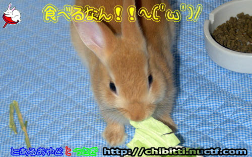 画像クリックで拡大します
